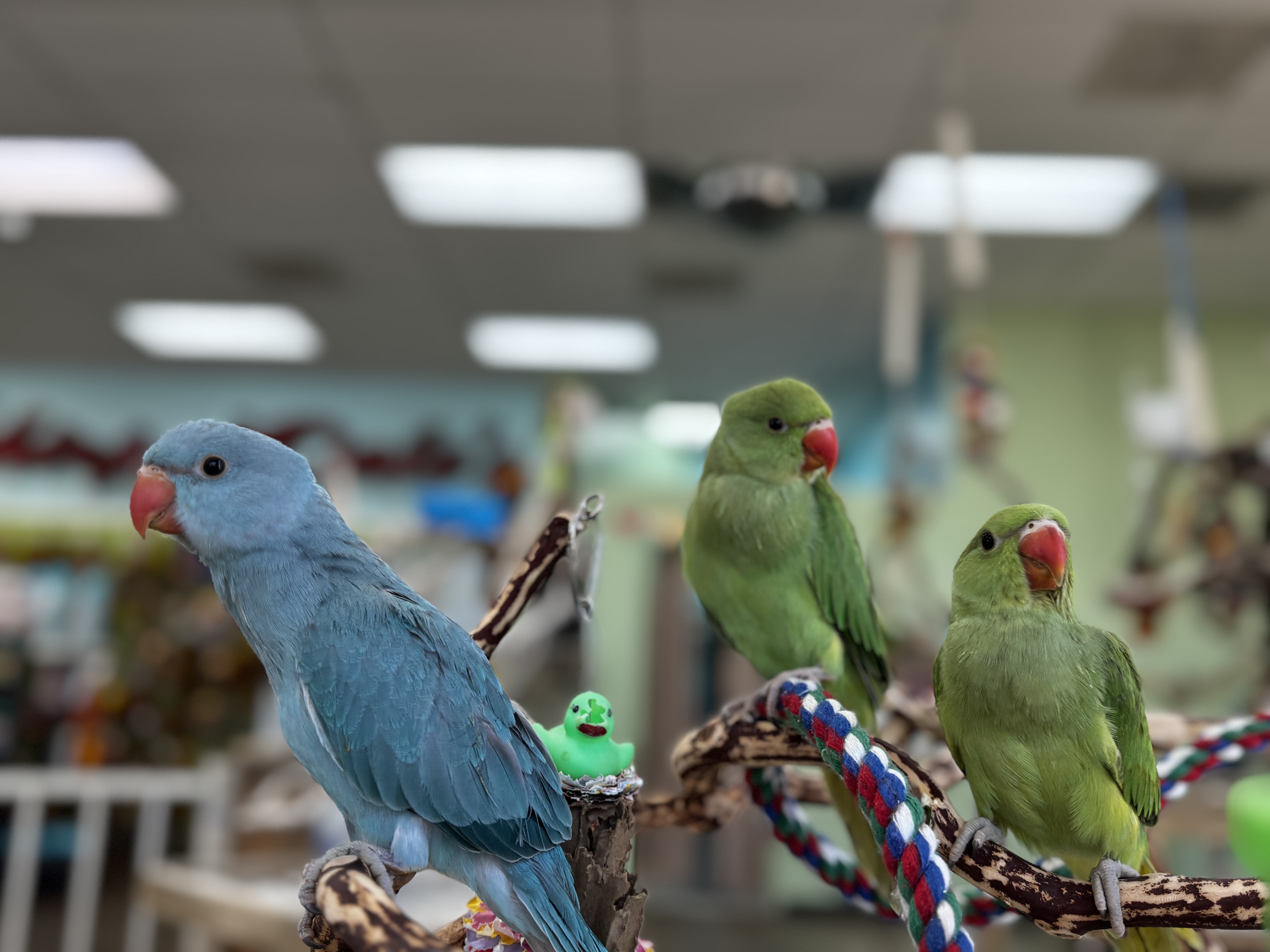 RIngneck Parakeets