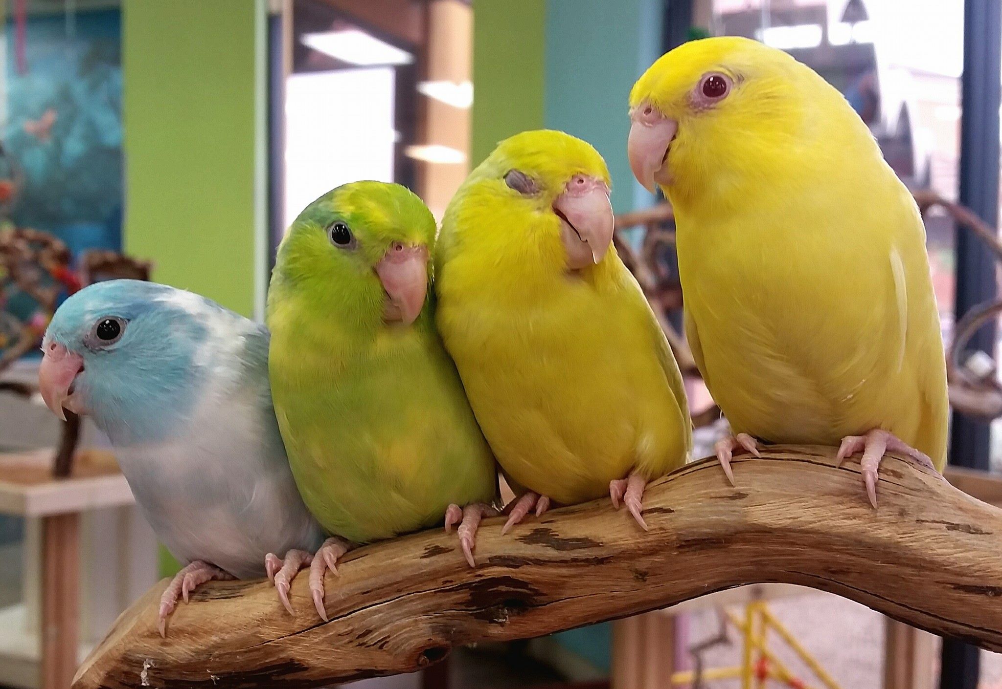 Trio of Parrotlets